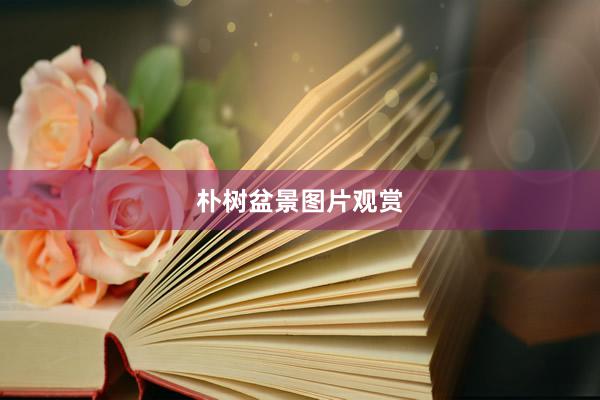 朴树盆景图片观赏